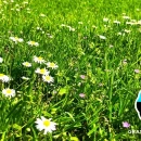 Thumbnail 2 of Тревна смеска Barenbrug Happy Lawn 0.5 kg.