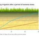 Thumbnail 2 of Тревна смеска Barenbrug Resilient Blue Lawn 5 kg.