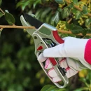 Thumbnail 2 of Градинарска ножица Kent&Stowe 2в1