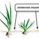 Thumbnail 5 of Тревна смеска Barenbrug RPR за спортни терени 1 kg.