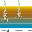 Thumbnail 3 of Тревна смеска Barenbrug Watersaver сухоустойчива 1 kg.