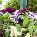 Thumbnail 2 of Комплект за автоматично напояване на саксии 15