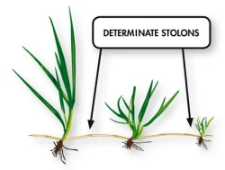 Снимка на Тревна смеска Barenbrug RPR за спортни терени 1 kg.